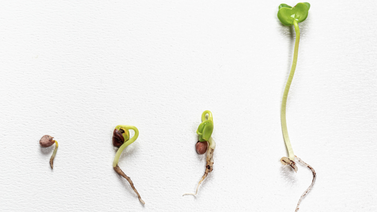 "The process of the growth of radish from seed to sprout on white background" by wuestenigel is licensed under CC BY 2.0.